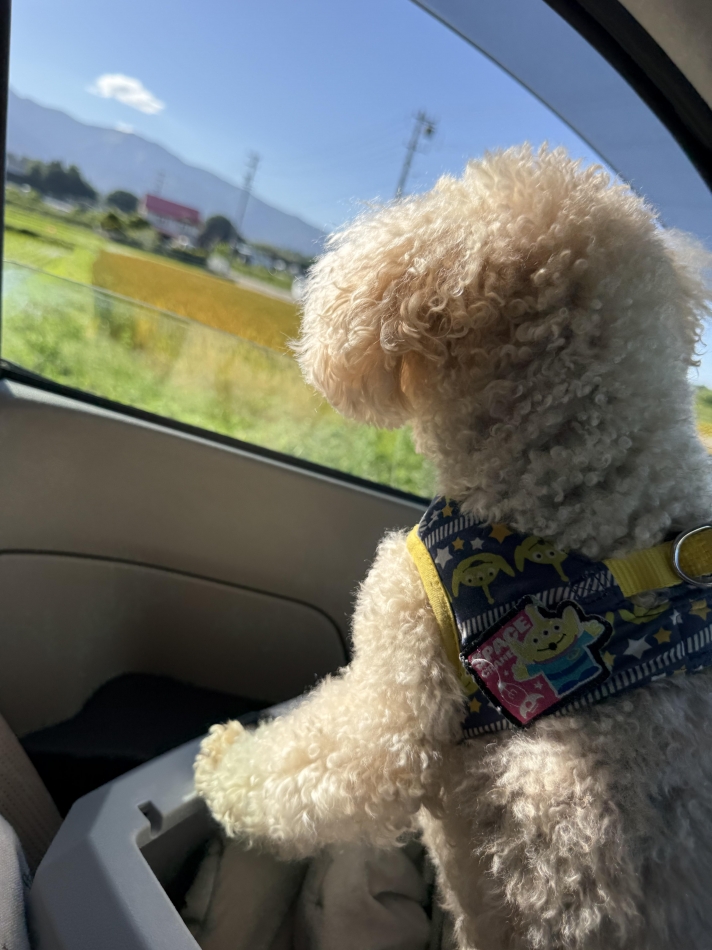 一条 葵