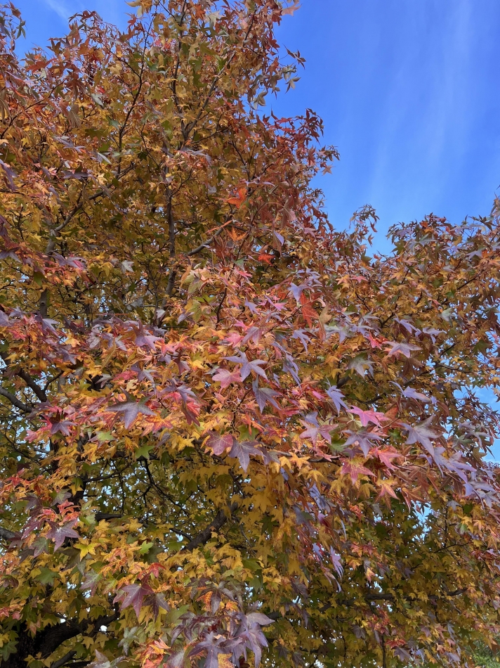 L'asile日記1515282