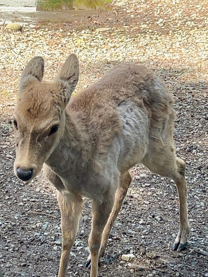 鹿ちゃん🦌