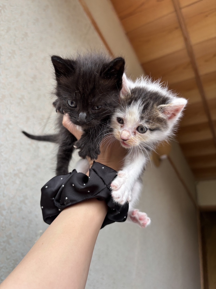 JARDIN CLUB日記1513219