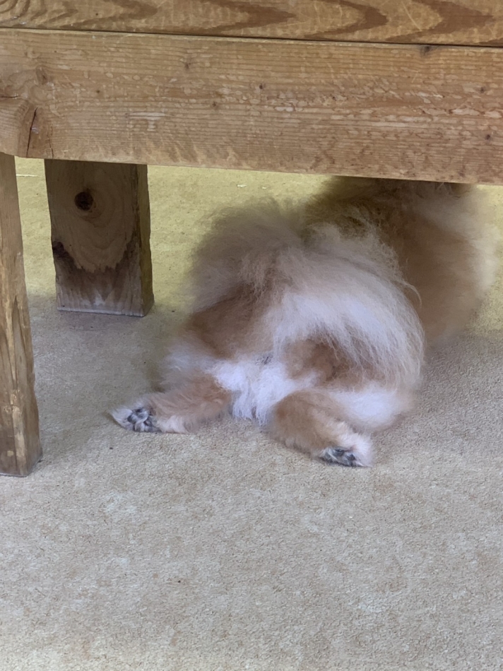 いぬ‎´•ﻌ•`🐾