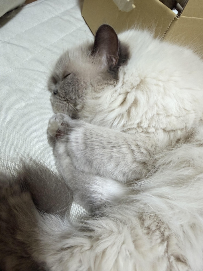 一条 葵