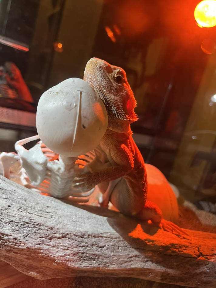 にく！たべたい！