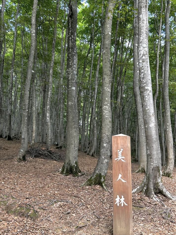 一条 葵