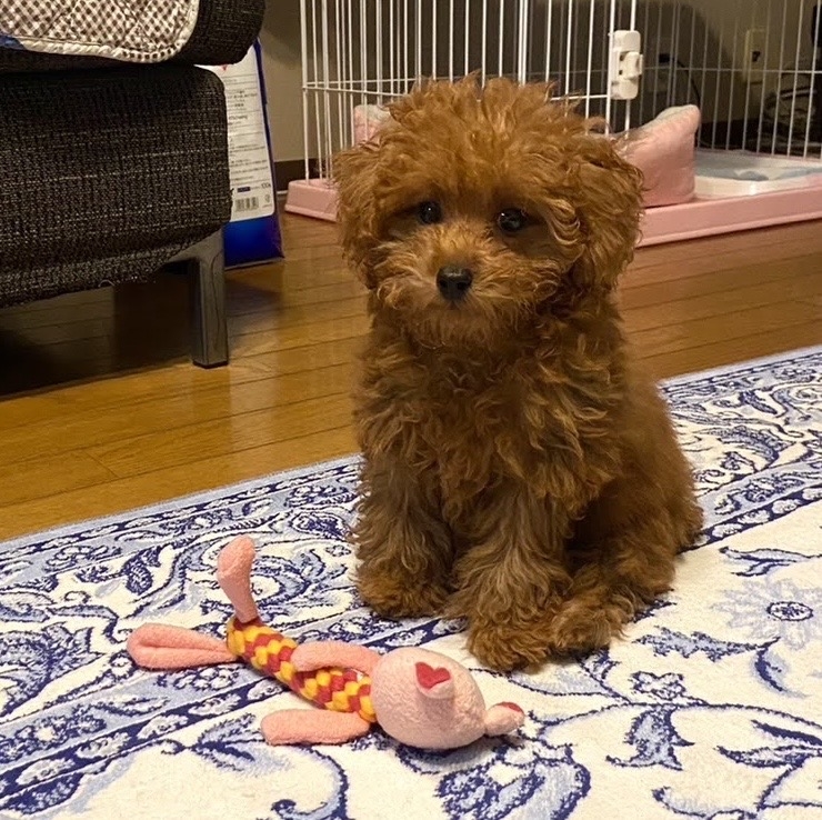 一条 葵