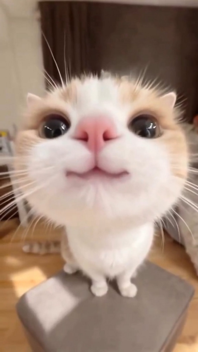 一条 葵