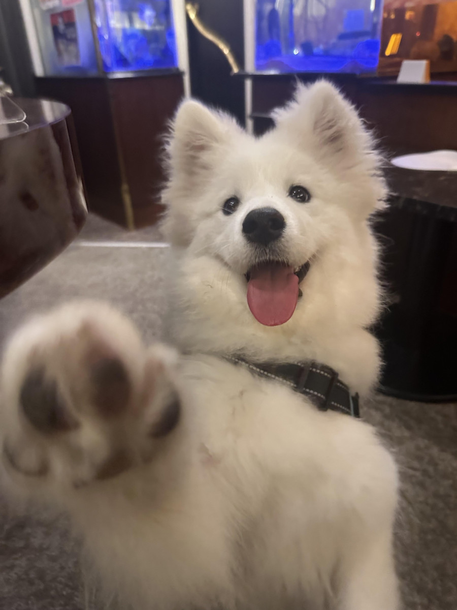 はんぺん
