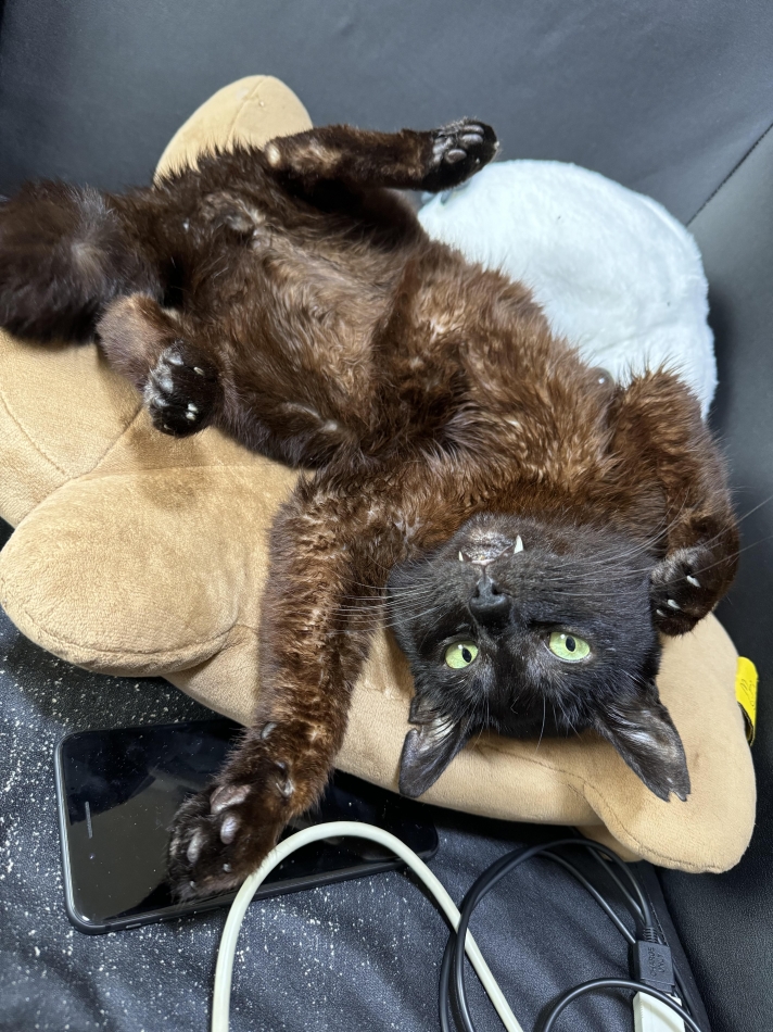 ハロウィンの衣装家から体力に出てきたけどきれねぇ