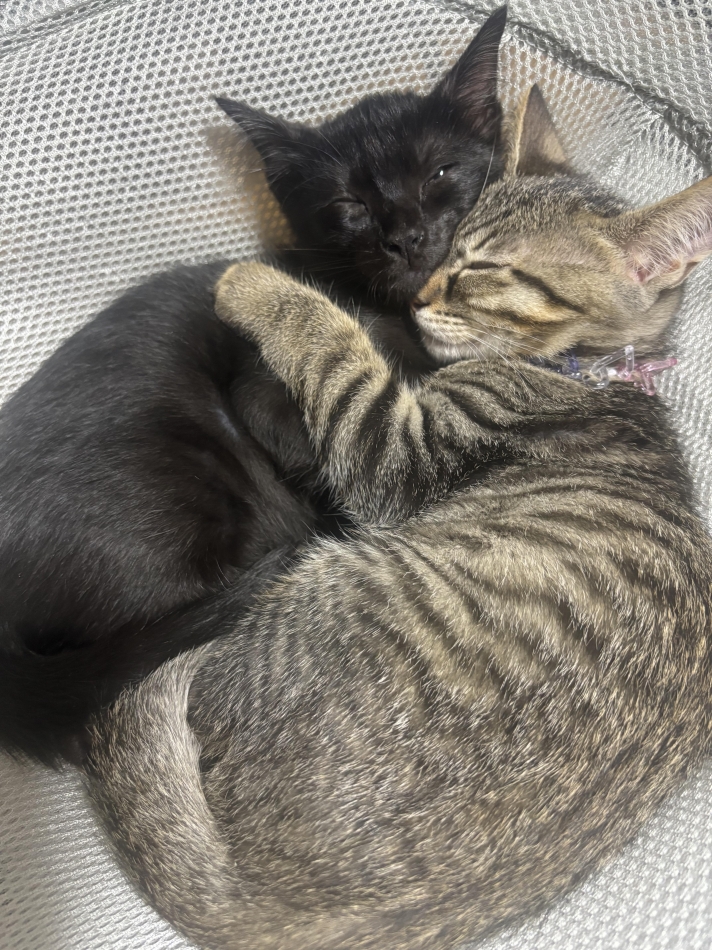 BRILLAR日記1383113