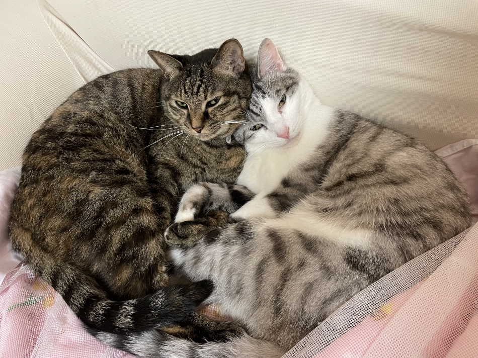 カラオケハイボールbar美人姉妹日記1548411