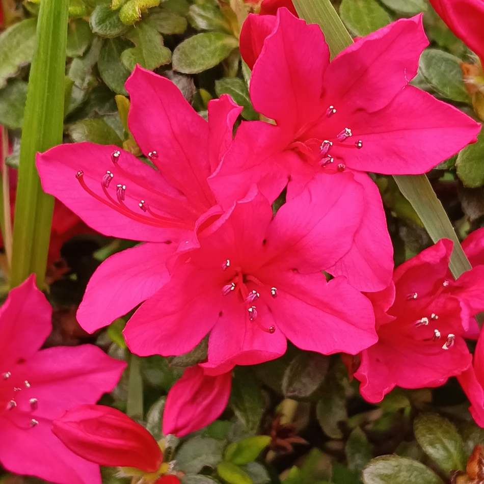 CLUB ASLI日記1643931