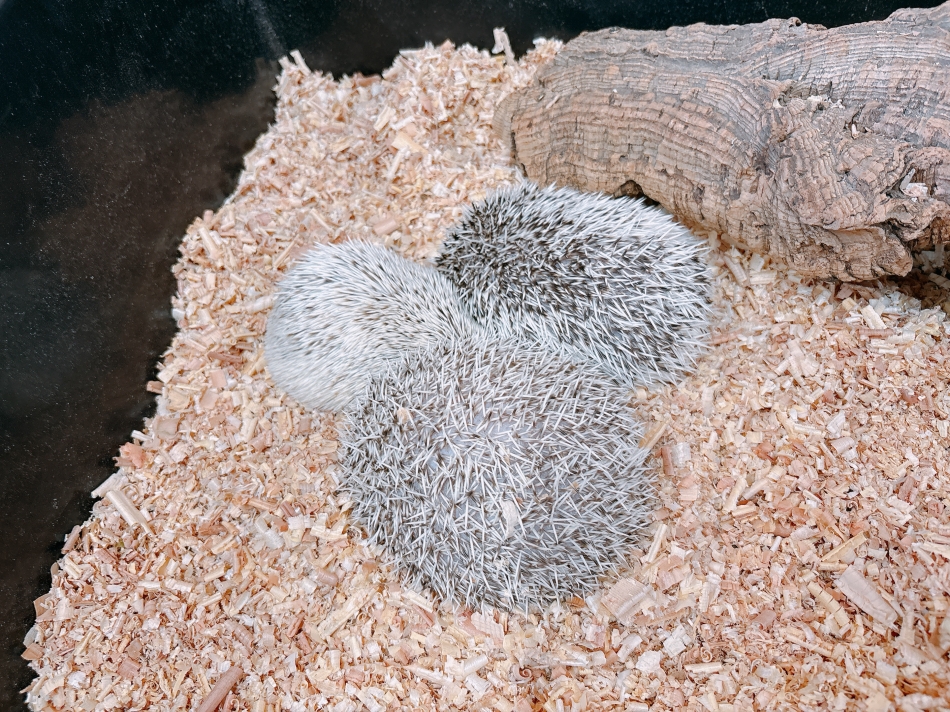 なんだと思う？