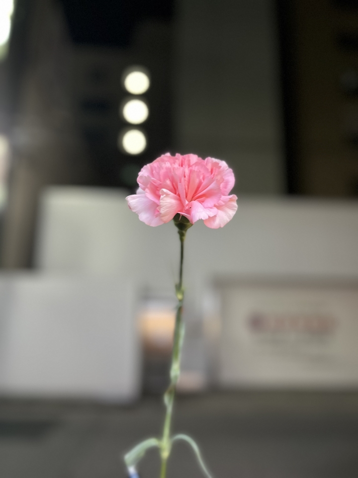 お花もらっちゃった🌷