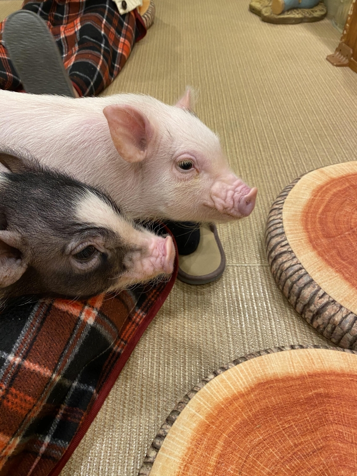 和風パブ 和っ笑居日記1555138