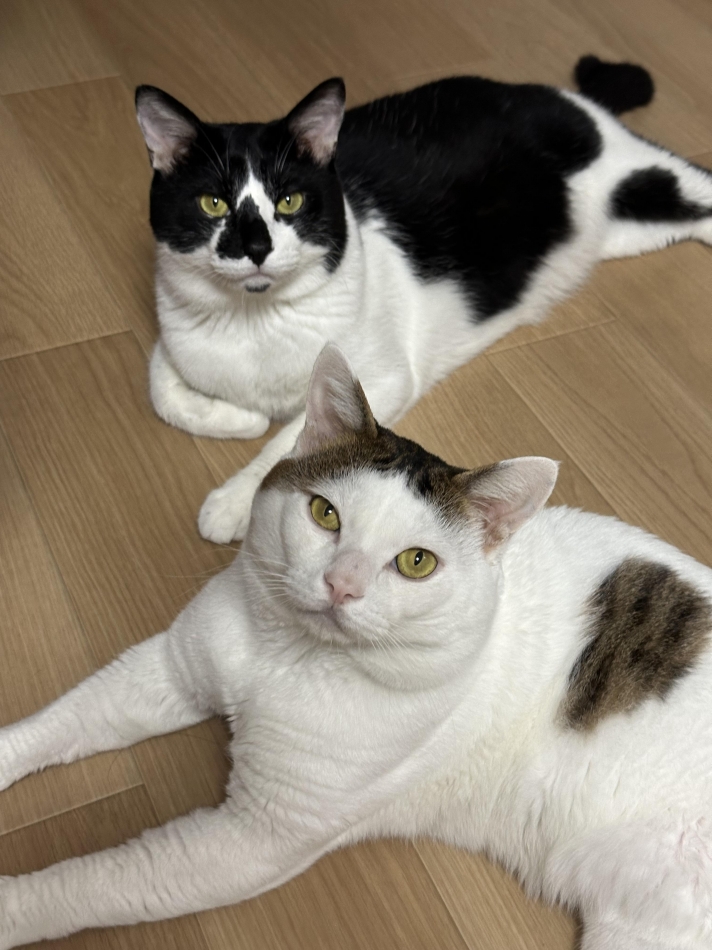 ぽれの癒し🐈💞