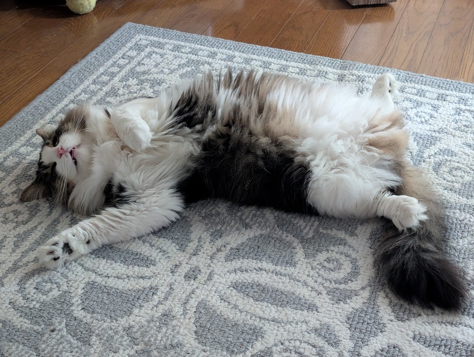 日々の癒し(* ´  ` *)ᐝ