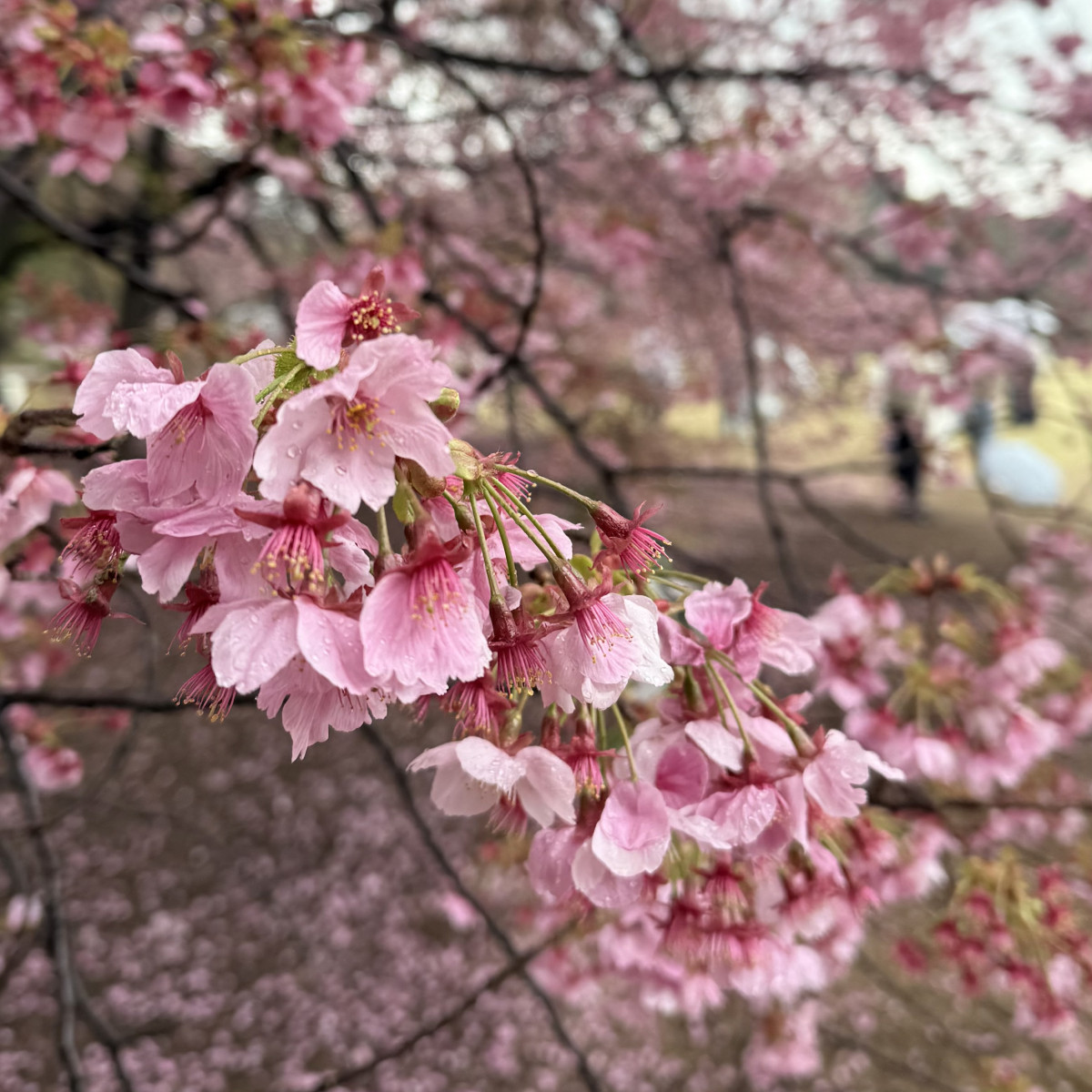 Club Lounge：日記1625363