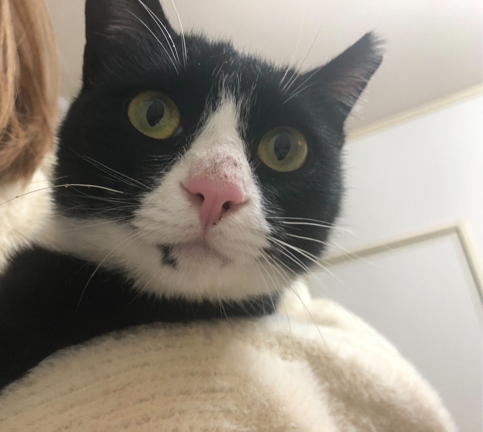 新人　ぴーちこ