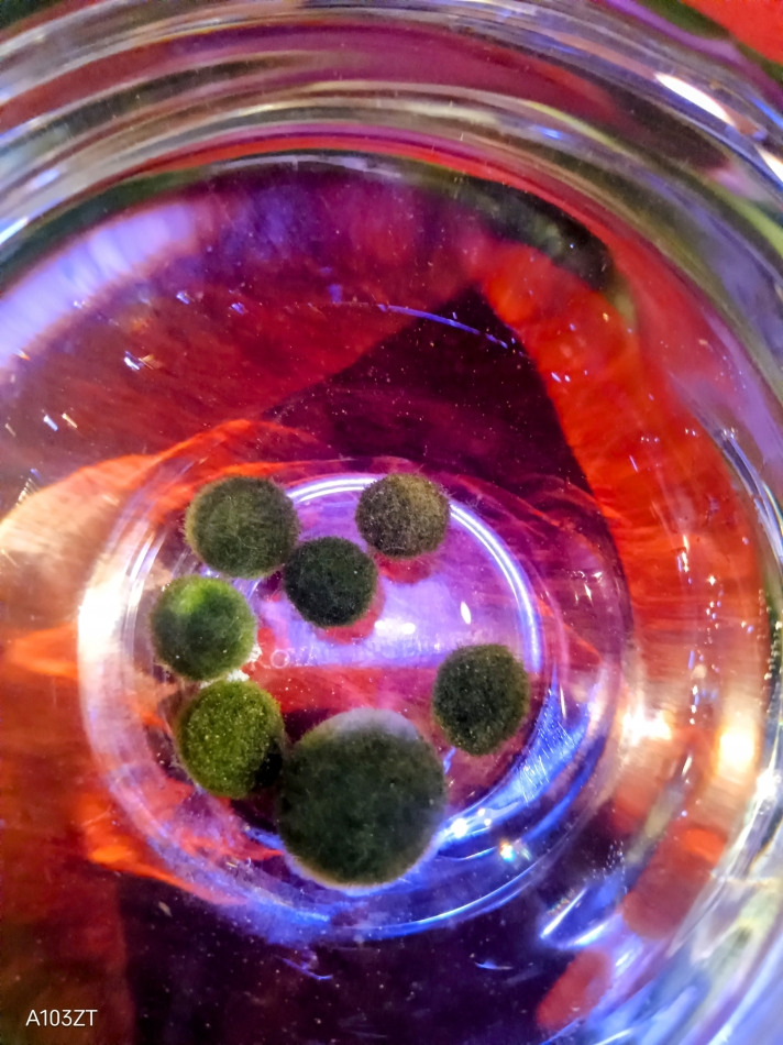 まりもが増えた