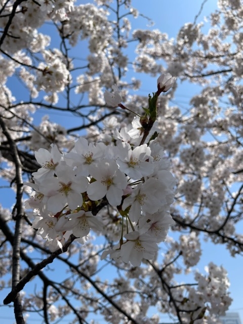 clubTiara日記876421