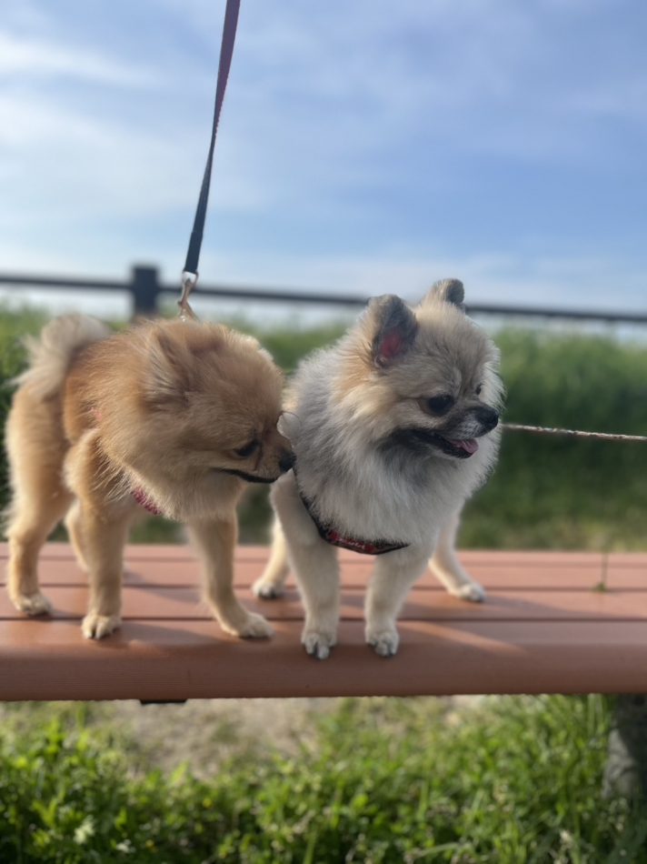 一条 葵