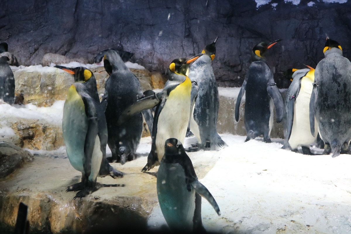 だいぶ前の海遊館🐠📷