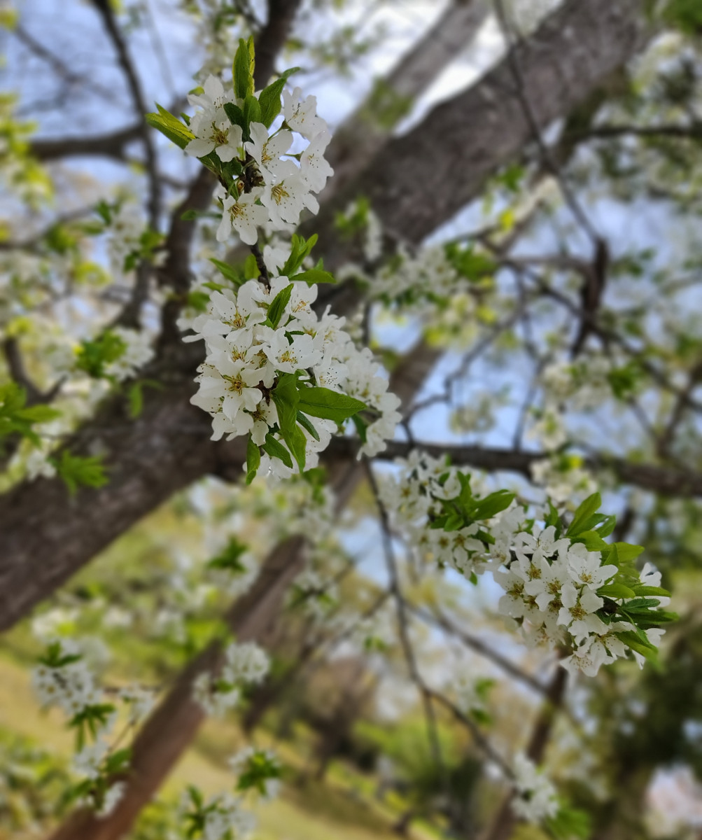 StarCollections日記758457