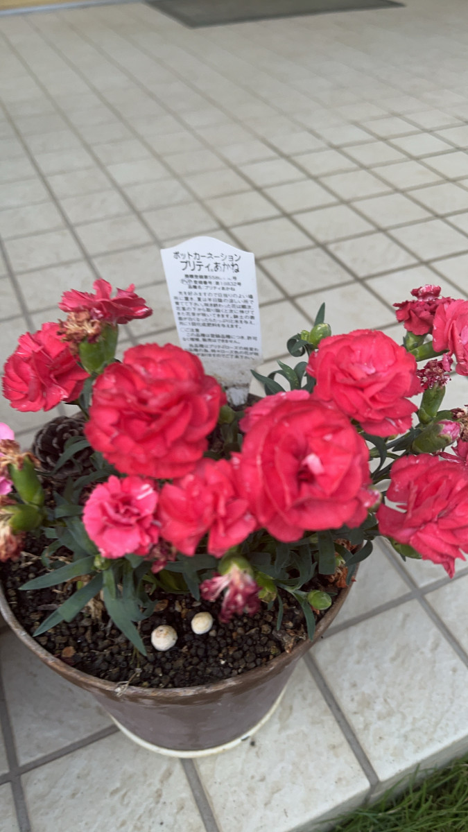 プリティーあかねちゃん💋