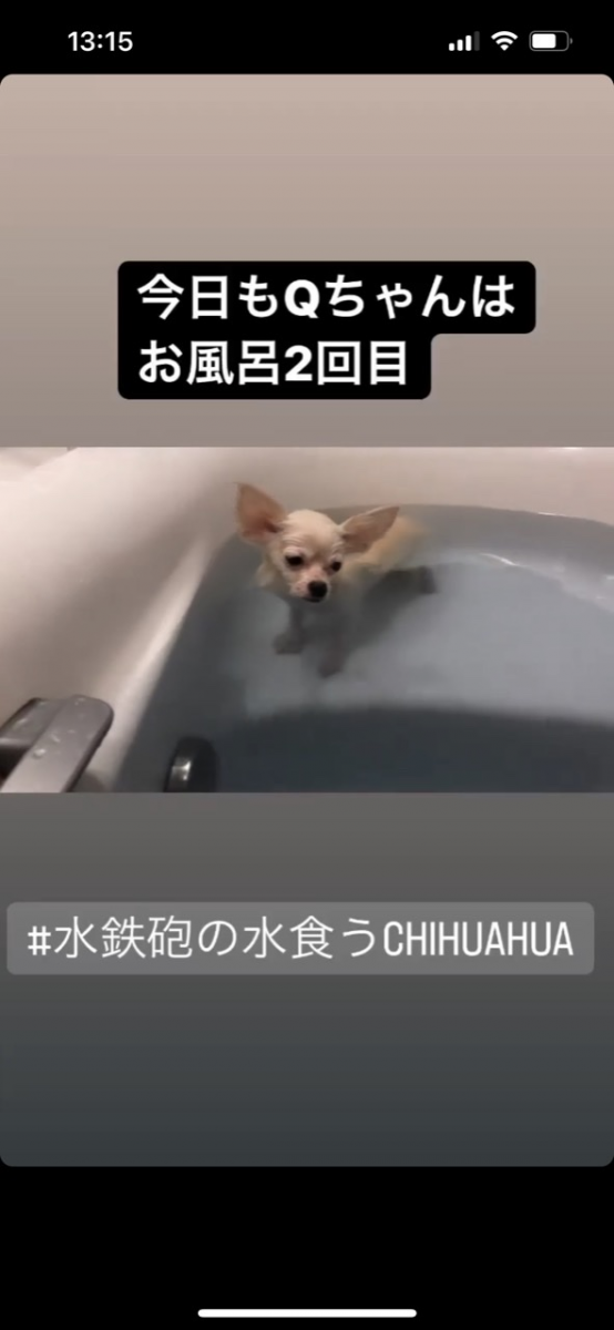 チワワお風呂可🥰