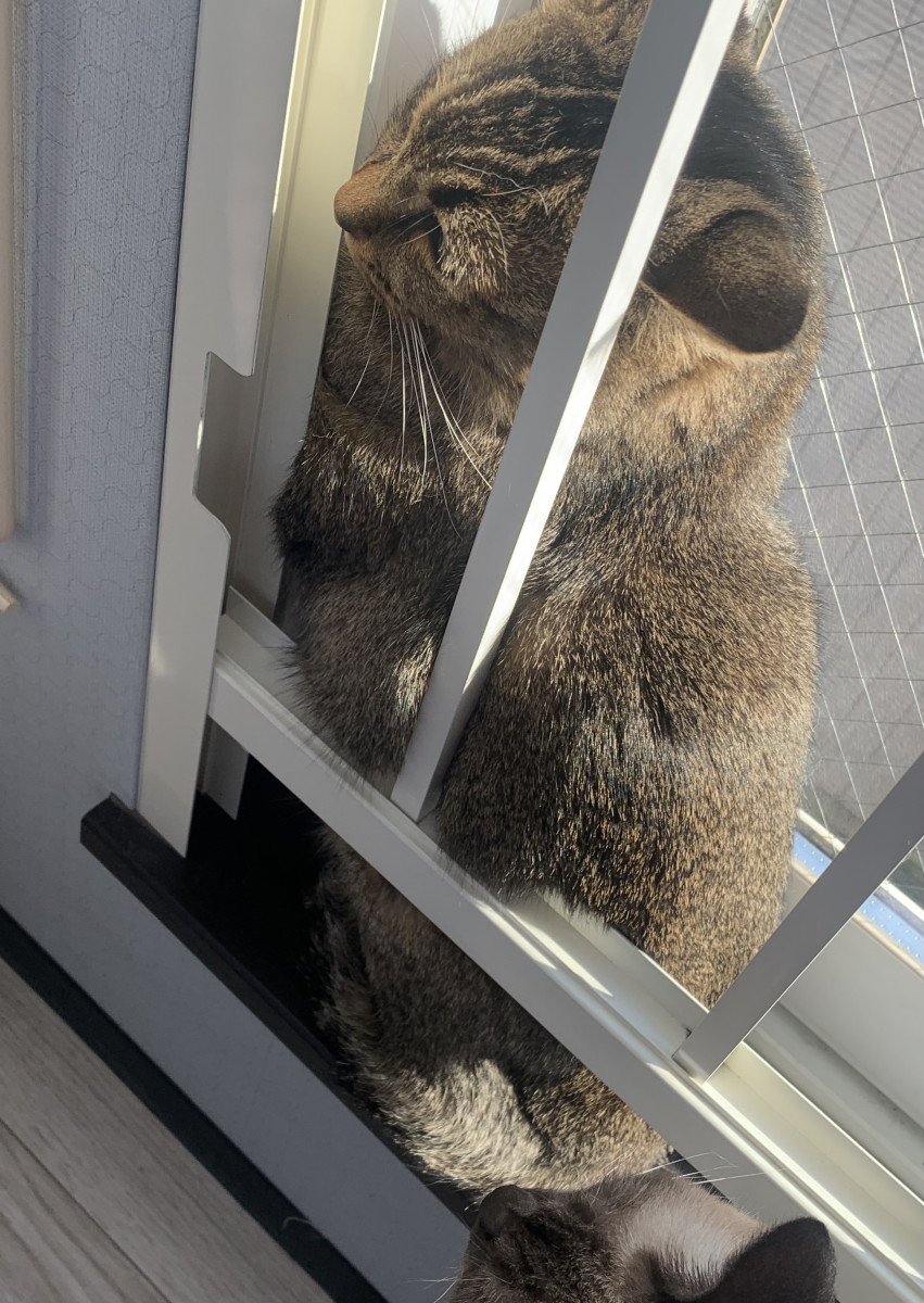 StarCollections日記795200