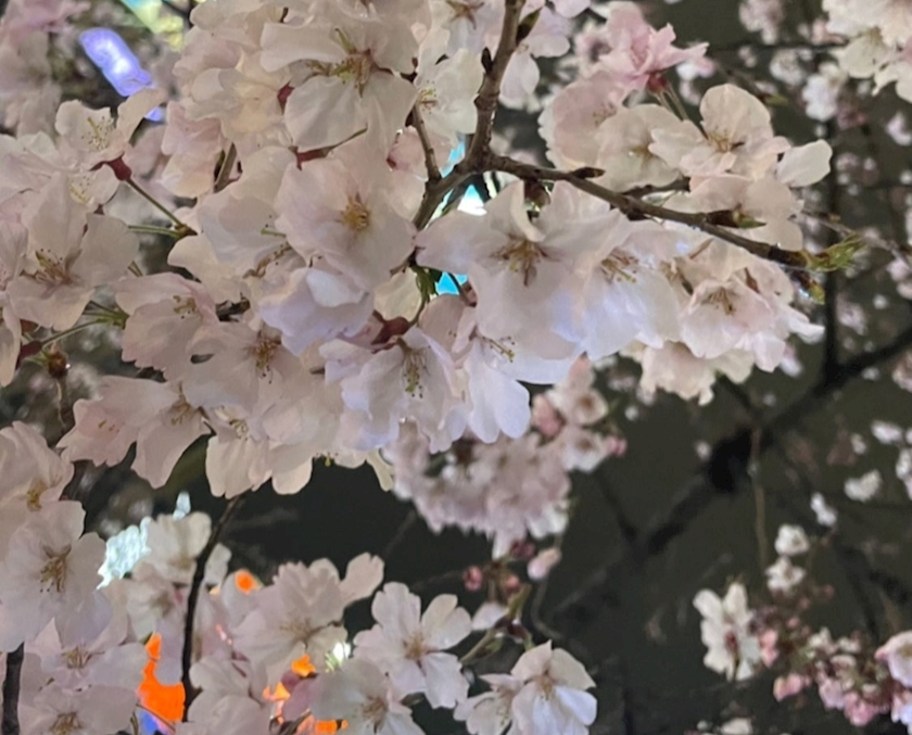 さくら🌸