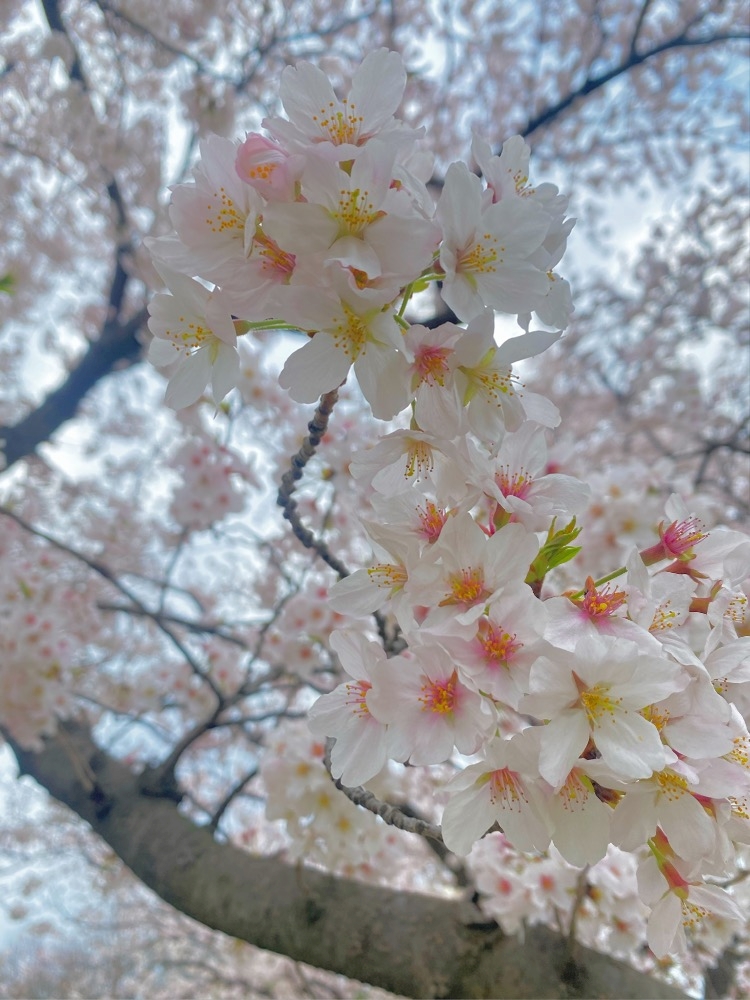 春になったらやりたいこと