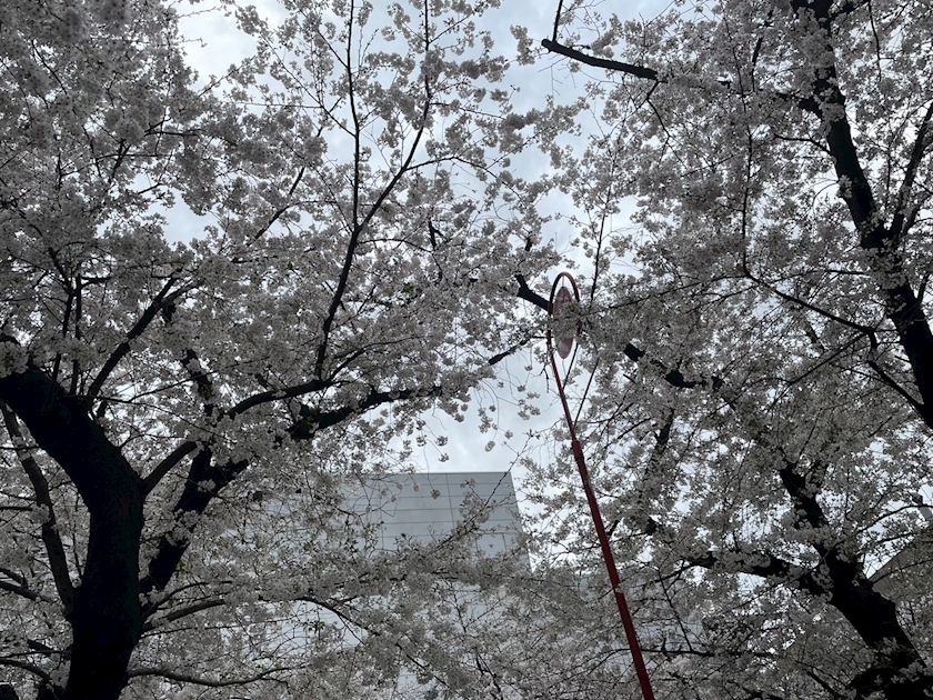 Vivienne日記873638