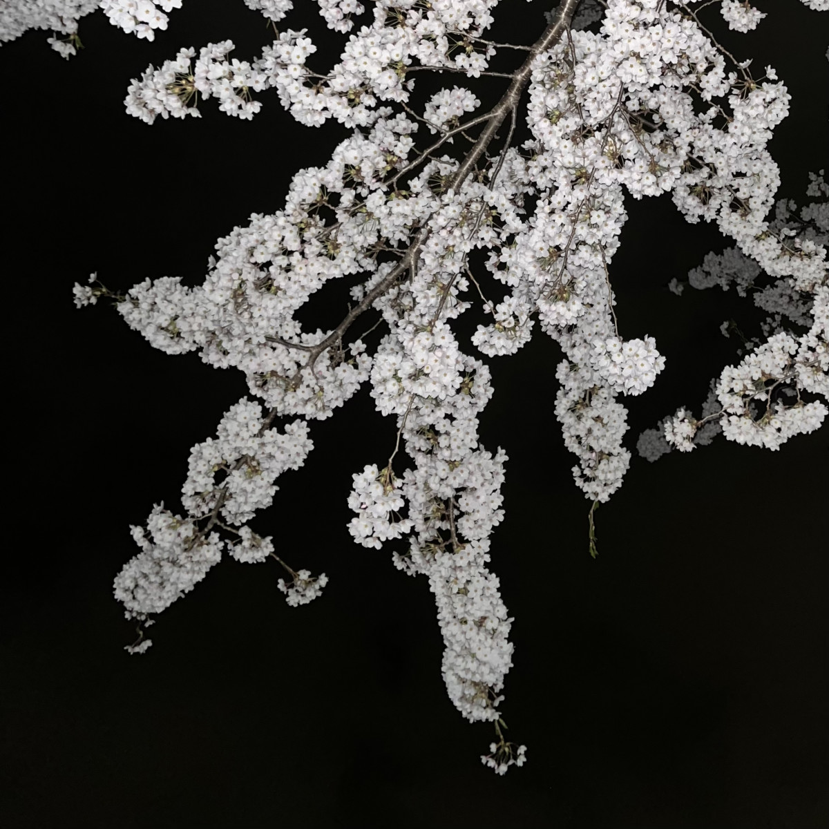 夜桜見に行ってきた話