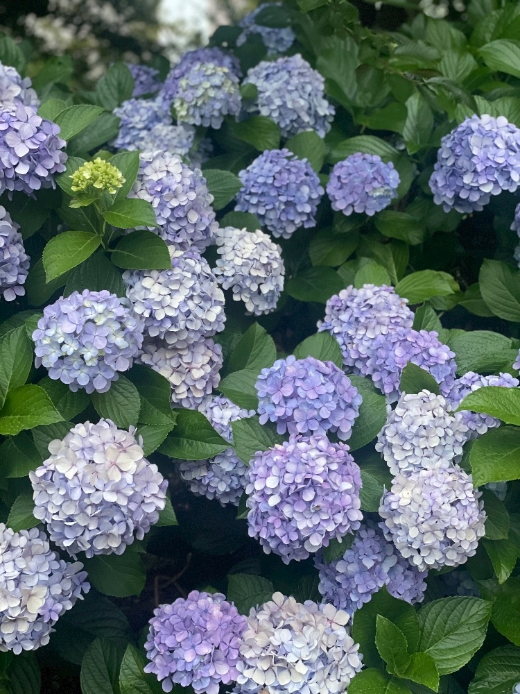 Vivienne日記1110029