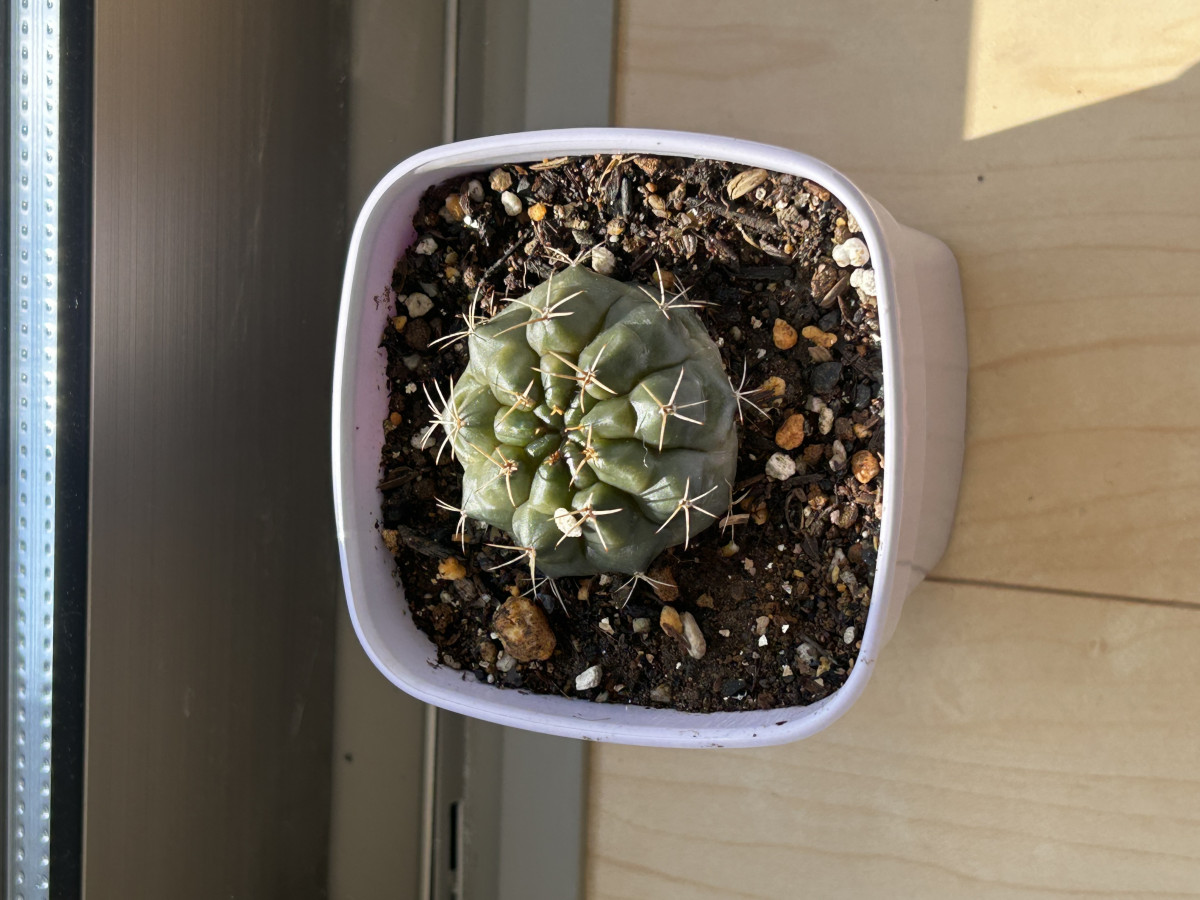 BLUEGATE日記1615595