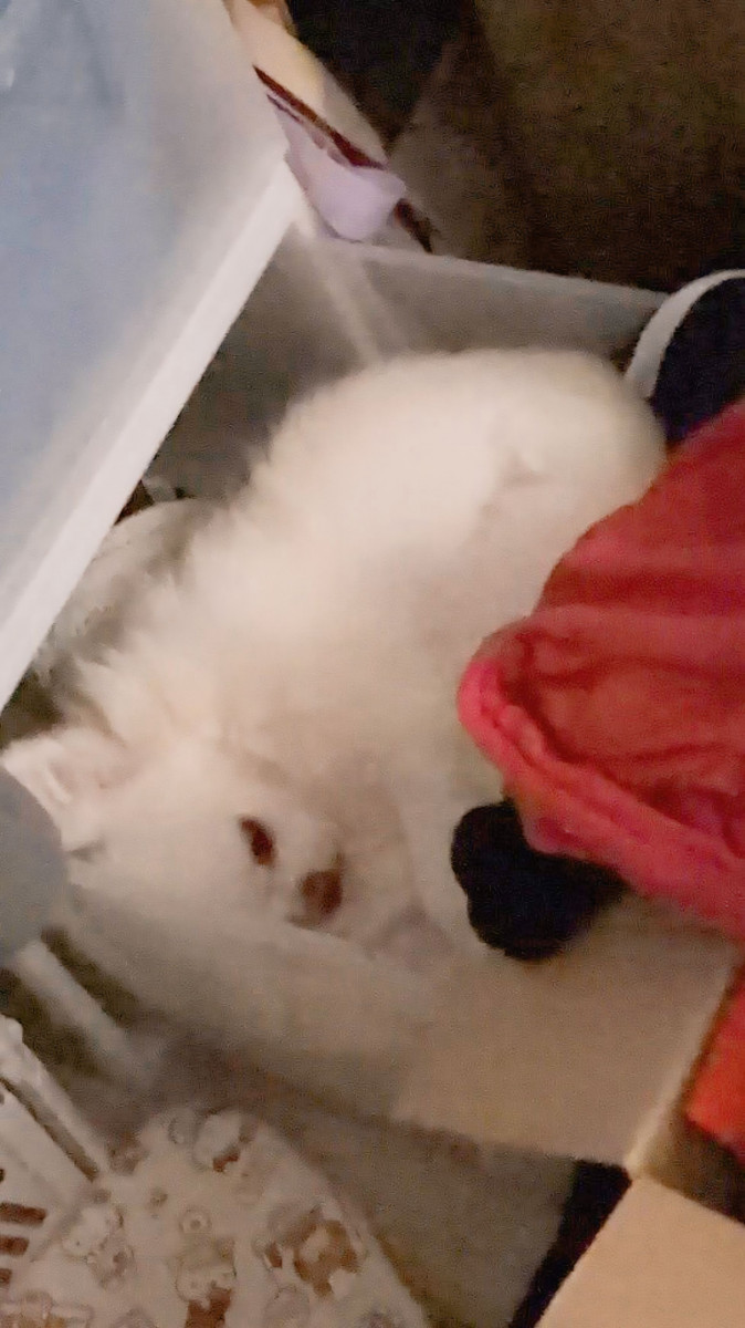 決めたから、