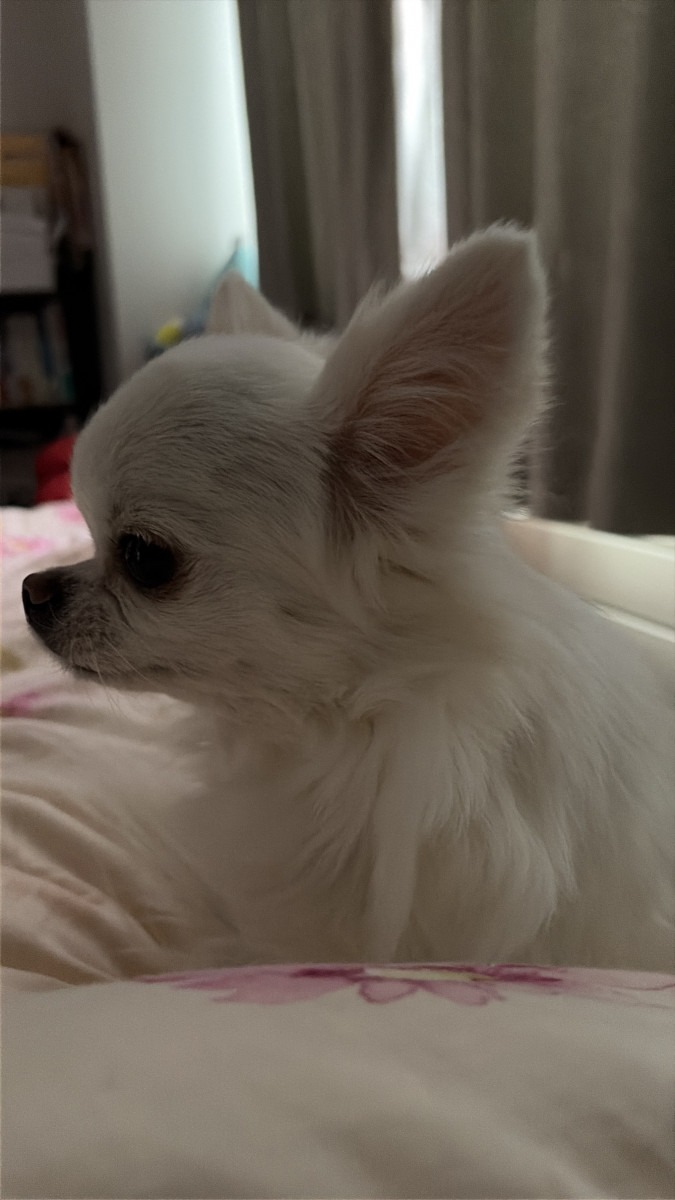 白梅ゆうか