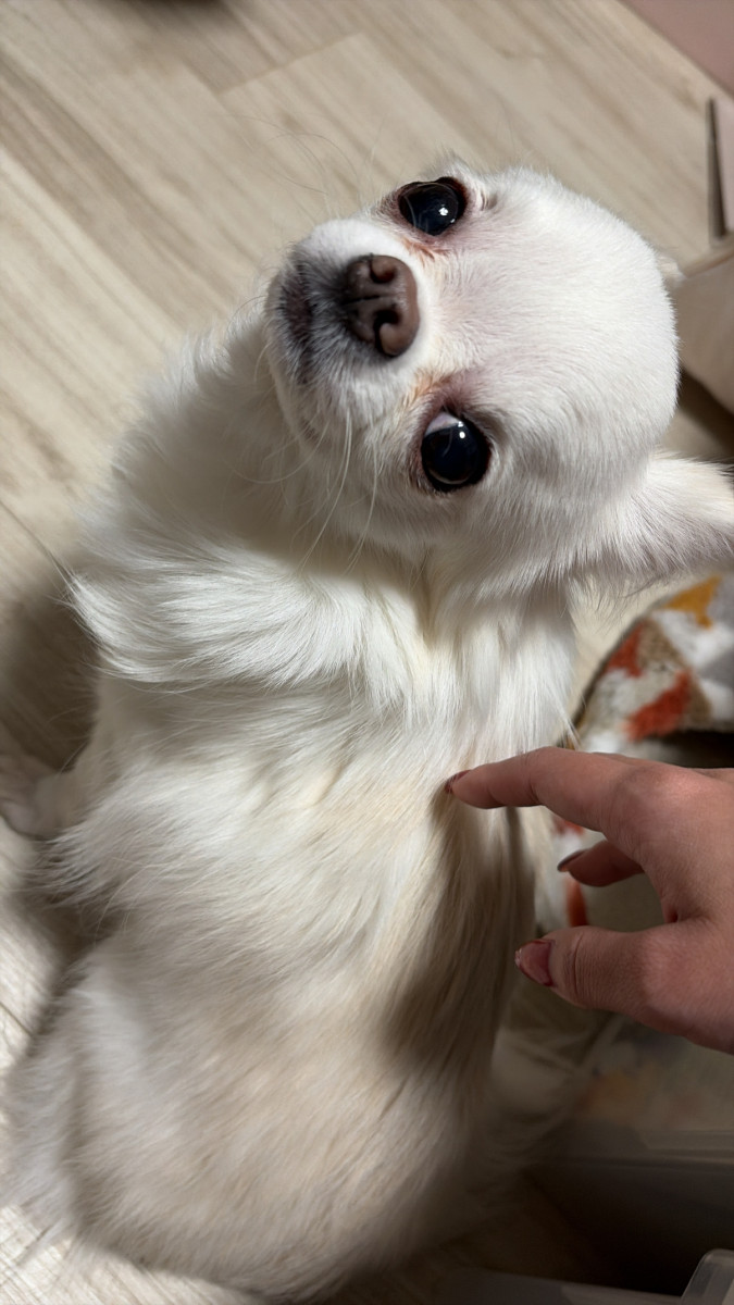 白梅ゆうか