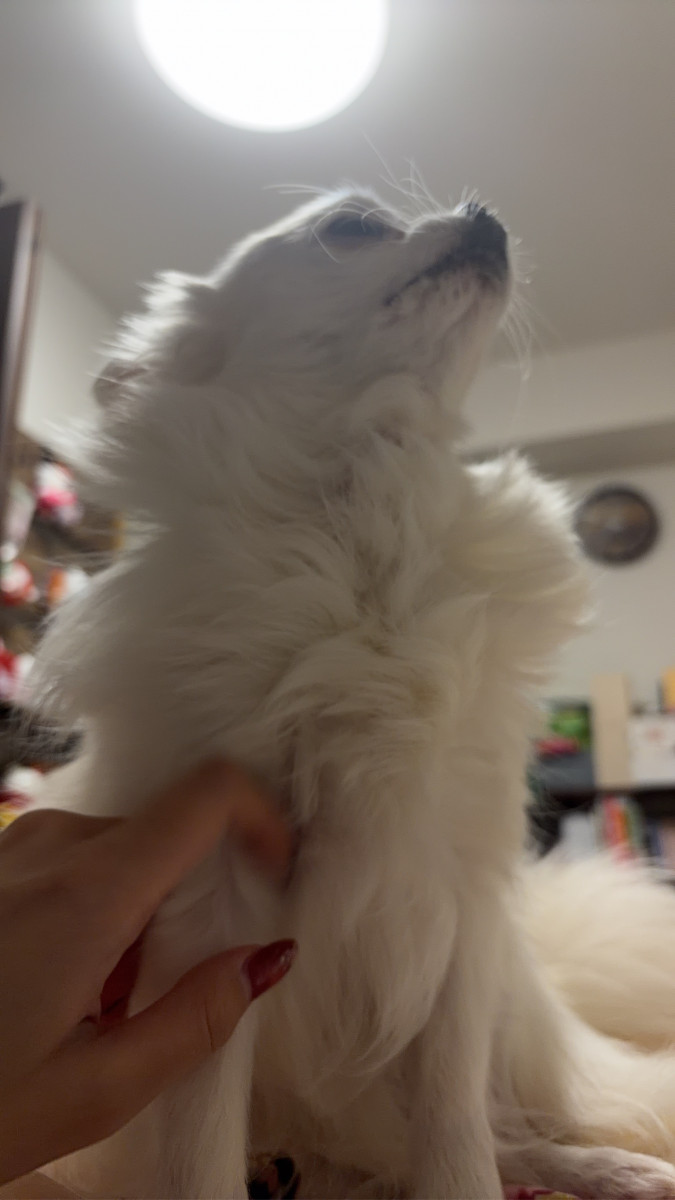 白梅ゆうか