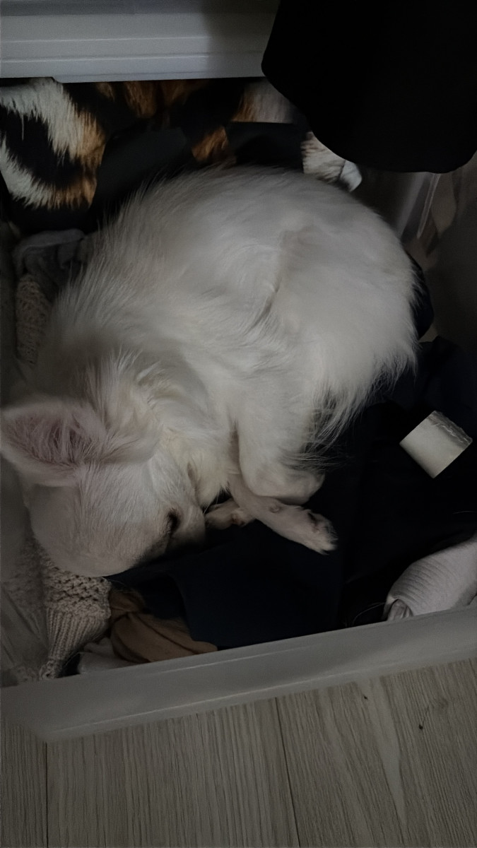 白梅ゆうか