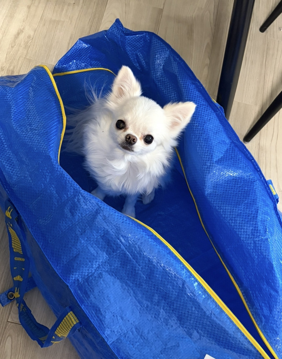 白梅ゆうか
