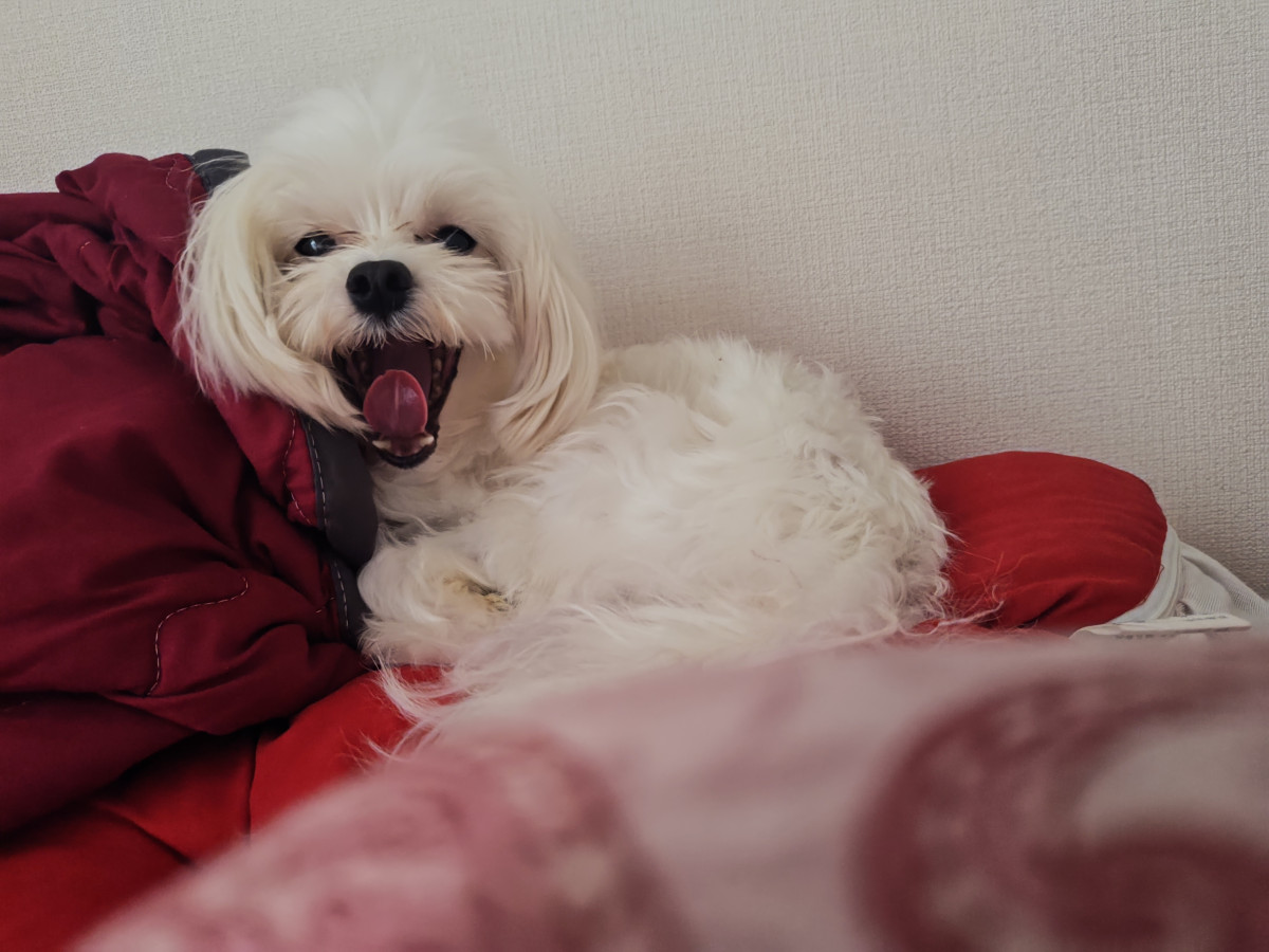 一条 葵