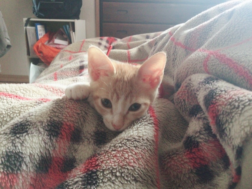 繊細過ぎて辛いにゃ(　߹꒳​߹ )