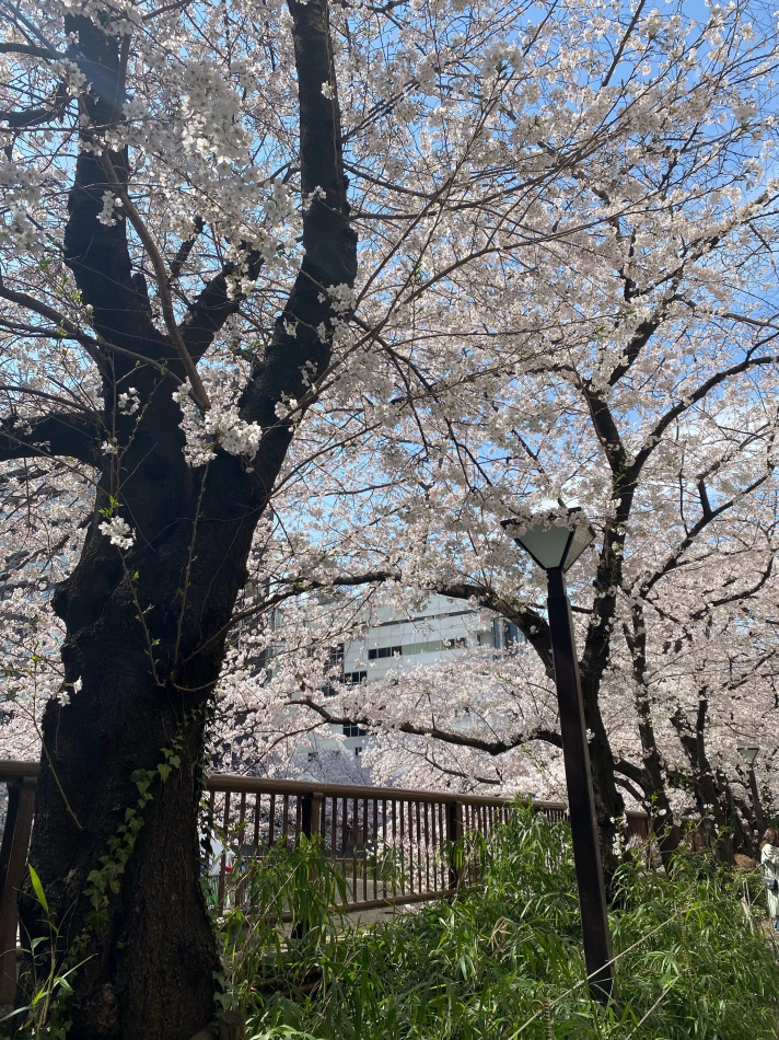 桜