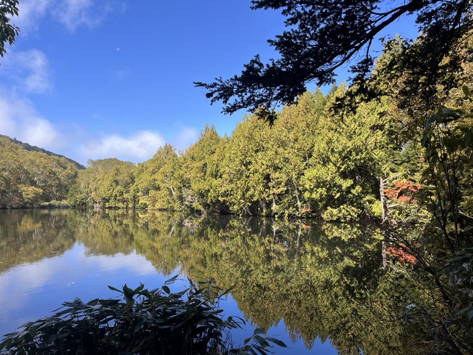 一条 葵