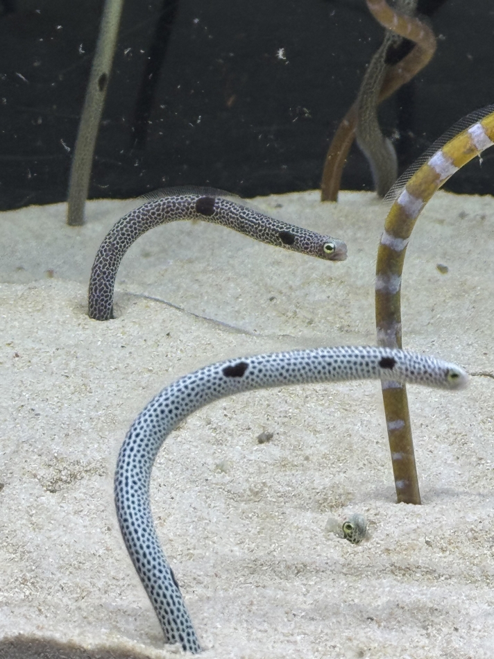 CLUB Red日記1334279