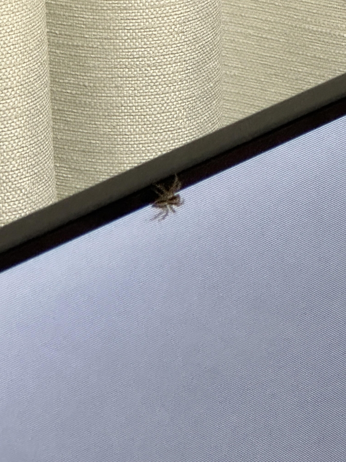 ぴゃああああああ