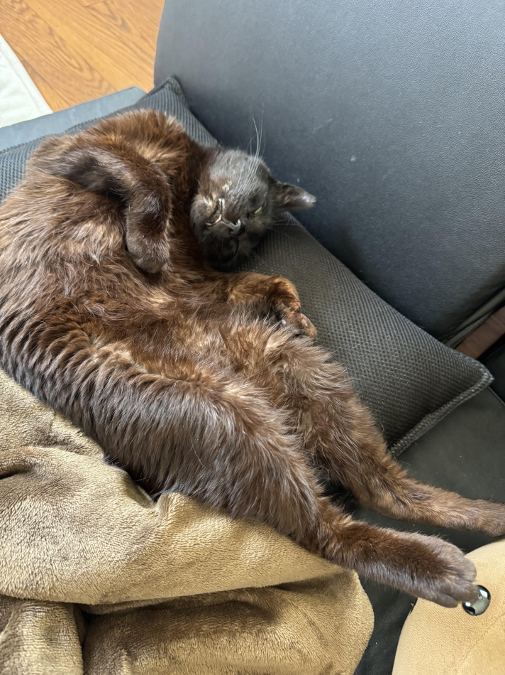 白目剥いて寝るうちの世界一可愛い🐈‍⬛