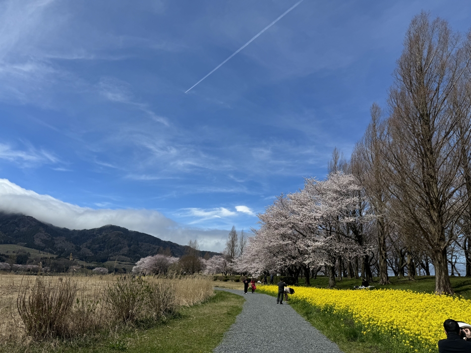 一条 葵